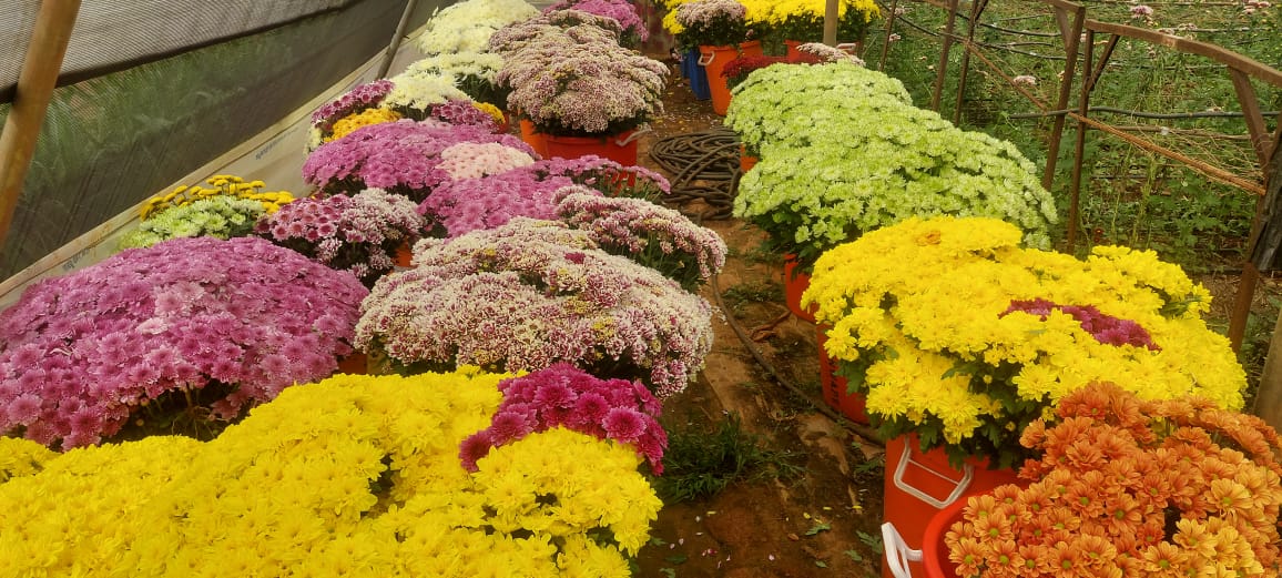 Premium Chrysanthemum
